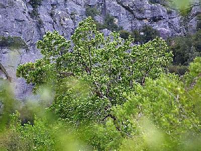 Photo Tree Landscape