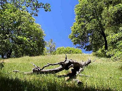 Photo Trees Landscape