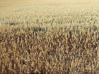 Photo Oats Field Landscape