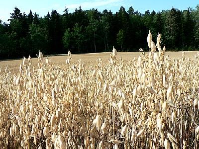 Photo Oats Field 2 Landscape