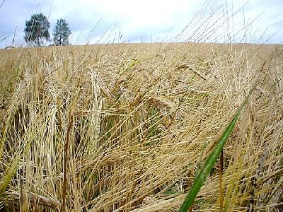 Photo Rye Landscape