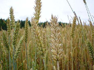 Photo Wheat Landscape
