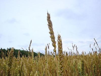Photo Wheat 2 Landscape