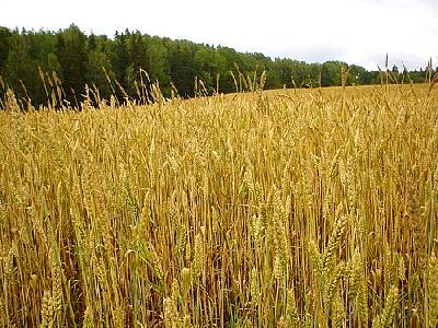 Photo Wheat 3 Landscape