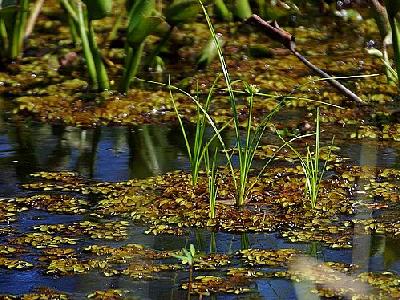 Photo Swamp Landscape