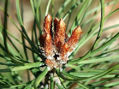 Photo Pine Landscape