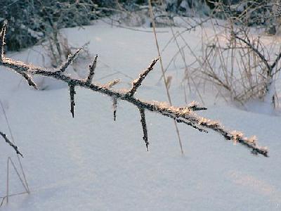 Photo Frostbitten Twig 2 Landscape