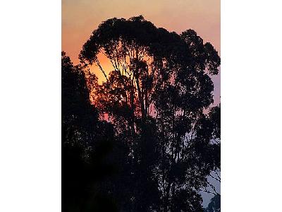 Photo Sunrise Tree Landscape