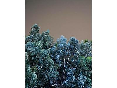 Photo Wood Trees Landscape