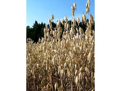 Photo Oats Closeup Landscape