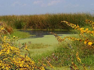 Photo Swamp 3 Landscape