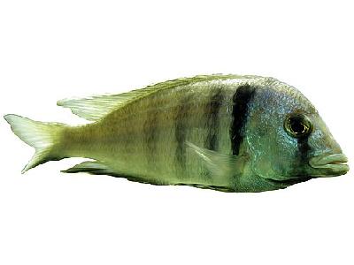 Photo Fish Object