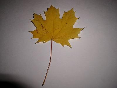 Photo Leaf Object