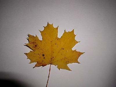 Photo Leaf 2 Object