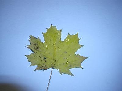 Photo Leaf 4 Object