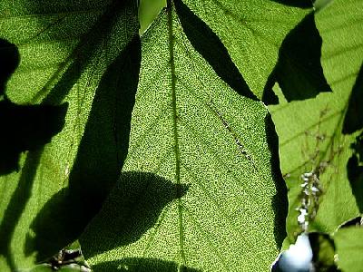 Photo Leaves In Sun Object