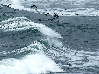 Photo Ocean Birds Ocean