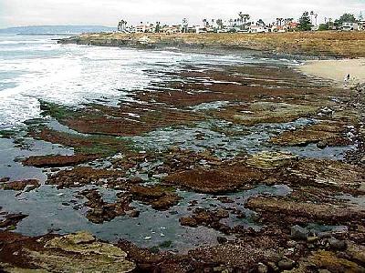 Photo Tide Pools 3 Ocean