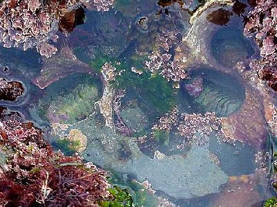 Photo Tide Pools 4 Ocean