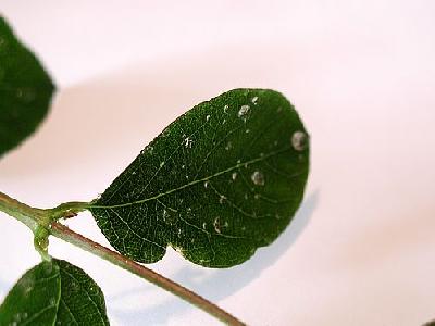 Photo Leaves Water Drops 2 Plant