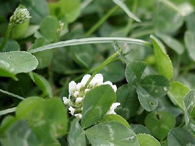 Photo Trefoil Plant