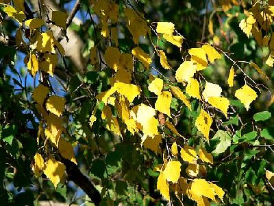 Photo Birch Leaves 3 Plant