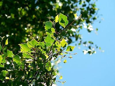 Photo Birch Leaves 5 Plant