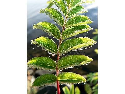 Photo Dew On Rowen Leaves Plant