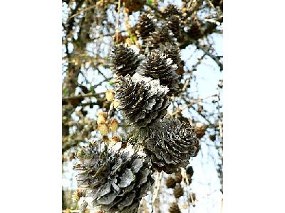 Photo European Larch Cones Plant