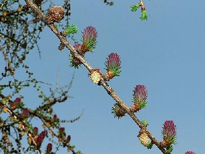 Photo Flowering Larch Plant