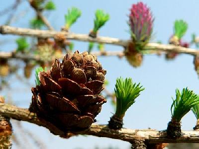 Photo Flowering Larch 2 Plant