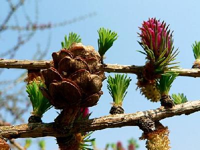 Photo Flowering Larch 3 Plant