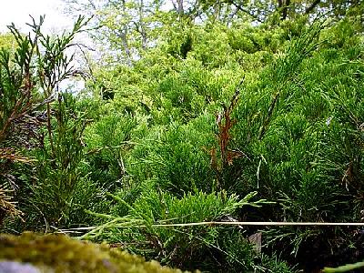 Photo Green Bush Plant