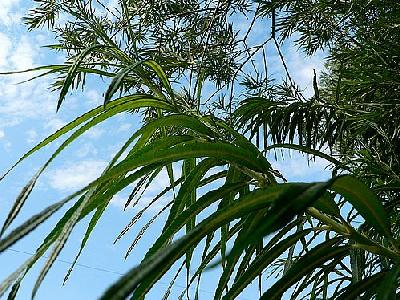 Photo Green Plants And Blue Sky Plant