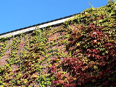 Photo Ivy On Wall Plant