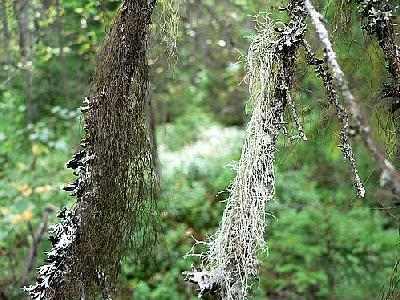 Photo Lichens Plant