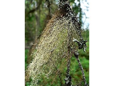 Photo Lichens 2 Plant
