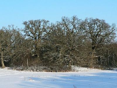 Photo Oak Trees A Clear Winter Day Plant