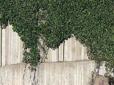 Photo Plants Climbing Concrete Wall Plant