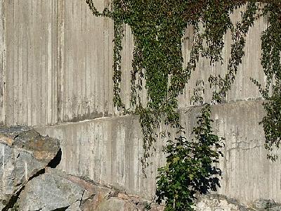 Photo Plants Climbing Concrete Wall 2 Plant
