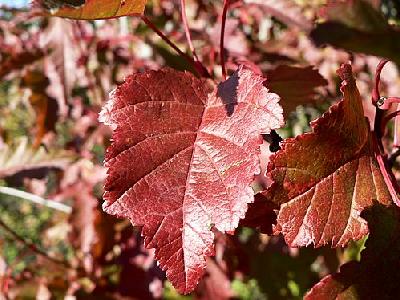 Photo Red Autumn Leaves Plant