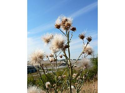 Photo Seeding Flower Plant