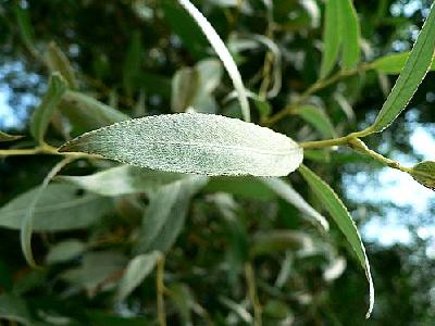 Photo Silver Furred Leaves Plant