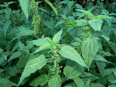 Photo Stinging Nettles Plant