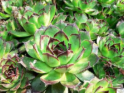 Photo Succulents Plant