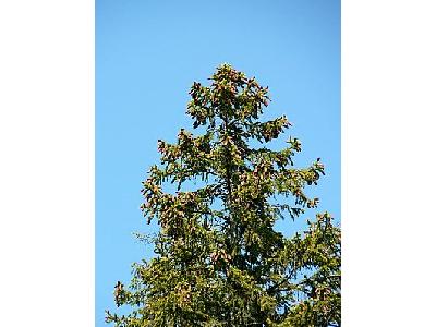 Photo Tree Top Plant