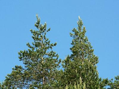 Photo Tree Tops Plant