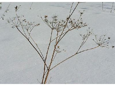 Photo Withered Plant In Winter Plant