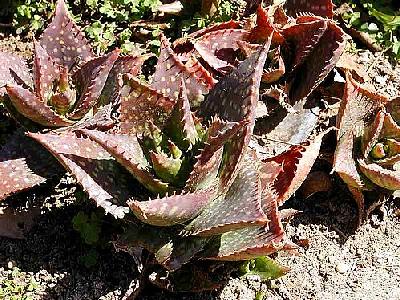 Photo Cactus Plant