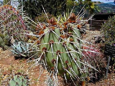 Photo Cactus 2 Plant